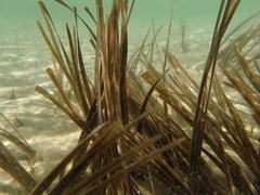 Zostera muelleri