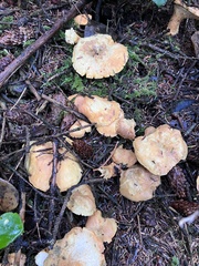 Albatrellus avellaneus