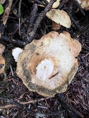 Albatrellus avellaneus