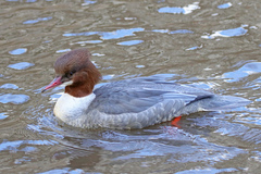 Mergus merganser