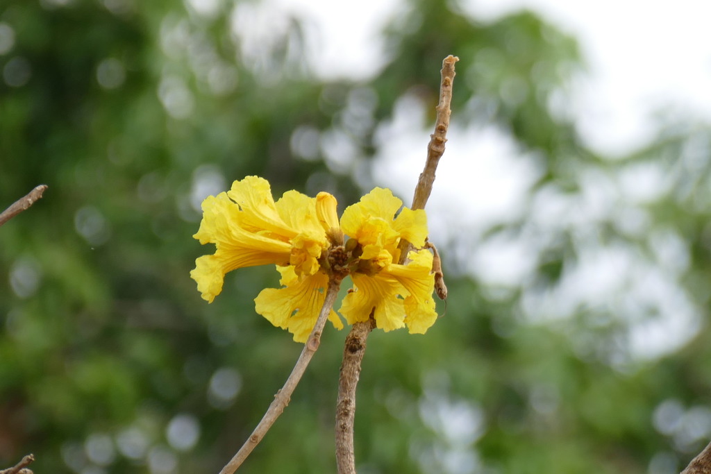 Golden trumpet tree