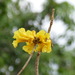 Golden Trumpet Tree - Photo (c) Laurent Quéno, some rights reserved (CC BY-NC), uploaded by Laurent Quéno