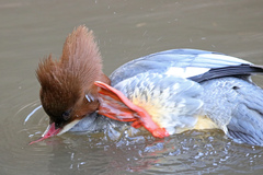 Mergus merganser