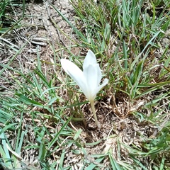 Apodolirion macowanii