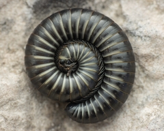 Ommatoiulus rutilans