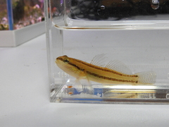 Tridentiger trigonocephalus