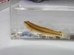 Tridentiger trigonocephalus