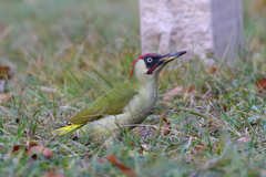 Picus viridis