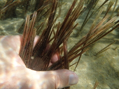 Zostera muelleri
