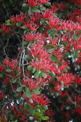 Peraxilla colensoi