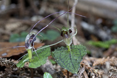 Corybas acuminatus