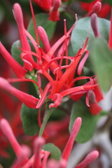Peraxilla colensoi