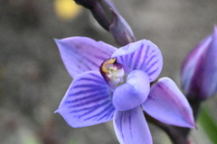 Thelymitra pulchella