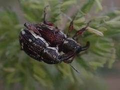 Aoplocnemis rufipes