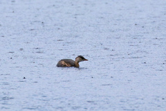 Tachybaptus ruficollis