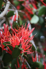 Peraxilla colensoi
