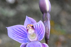 Thelymitra pulchella