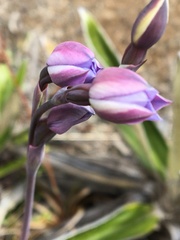 Thelymitra pulchella