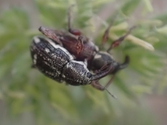 Aoplocnemis rufipes