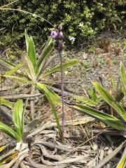 Thelymitra pulchella