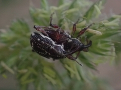 Aoplocnemis rufipes