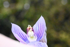 Thelymitra pulchella