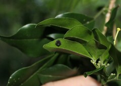 Araneus acuminatus