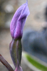 Thelymitra pulchella