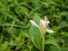 Curcuma caulina