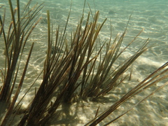 Zostera muelleri