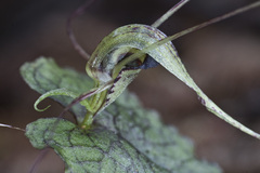 Corybas acuminatus