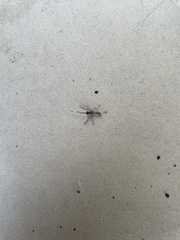 Xanthocryptus novozealandicus