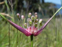 Allium oleraceum