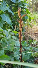 Gastrodia procera