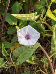 Ipomoea aquatica