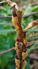 Gastrodia procera
