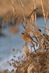 Emberiza cioides