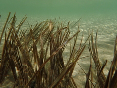 Zostera muelleri