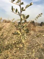 Magnoliopsida