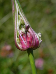 Allium oleraceum