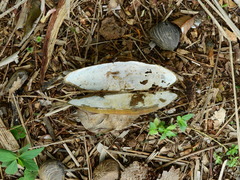 Anodontites trapesialis