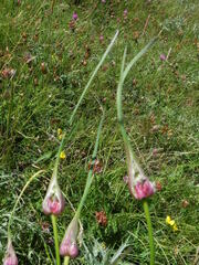 Allium oleraceum