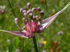 Allium oleraceum