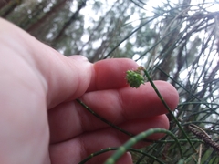 Selitrichodes utilis