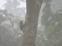 Yungipicus canicapillus