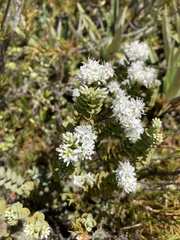 Veronica pinguifolia