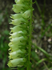Digitalis micrantha