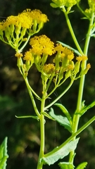 Senecio odoratus