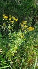Senecio odoratus