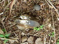 Anodontites trapesialis